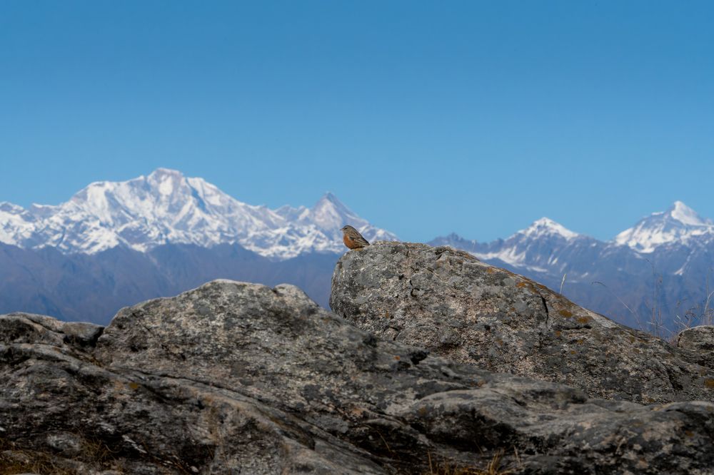 Фотография автора Chandramouli Chandramouli
