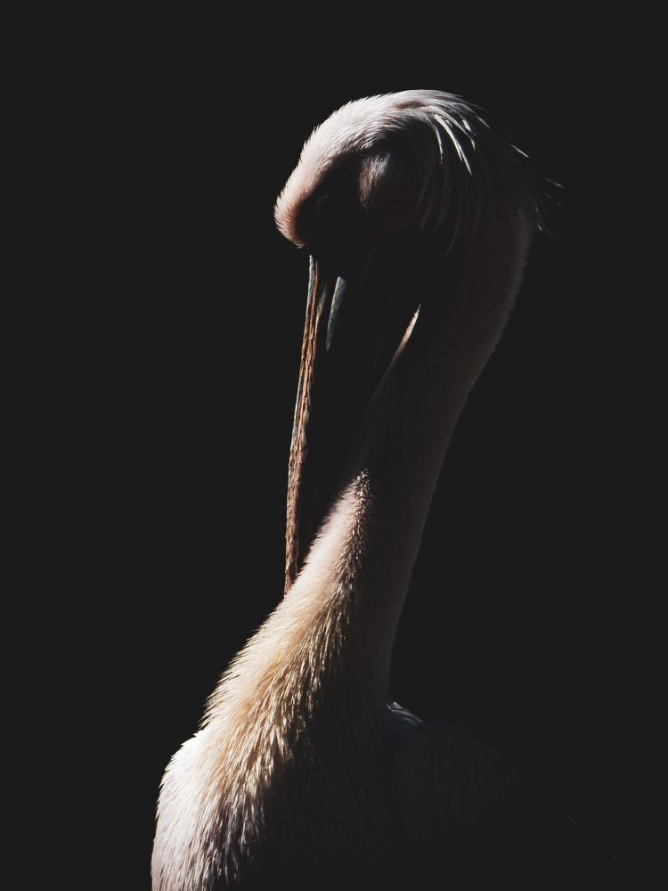 Photograph by Katherine Erlich