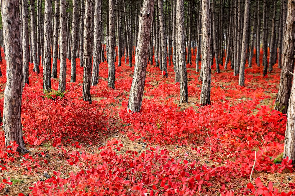 Photograph by Евгения Загудаева