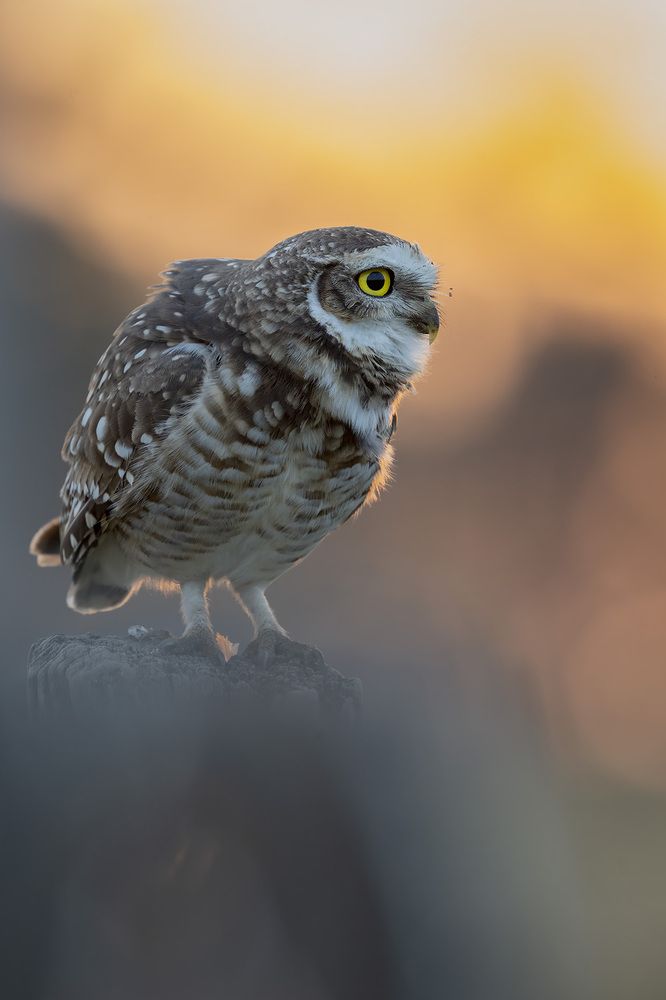 Photograph by André Inidio