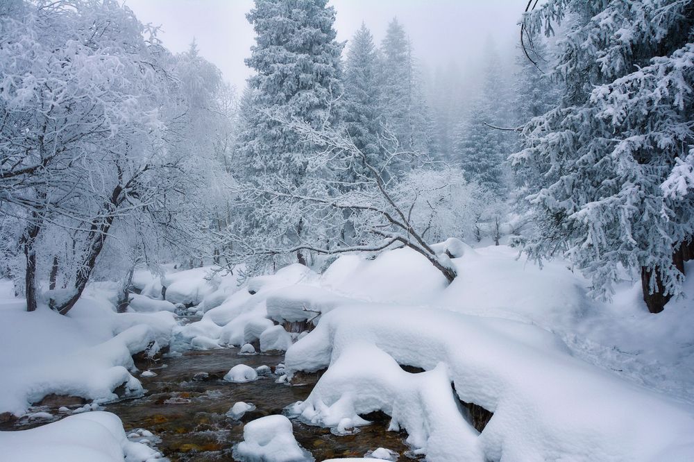 Зима в лесу