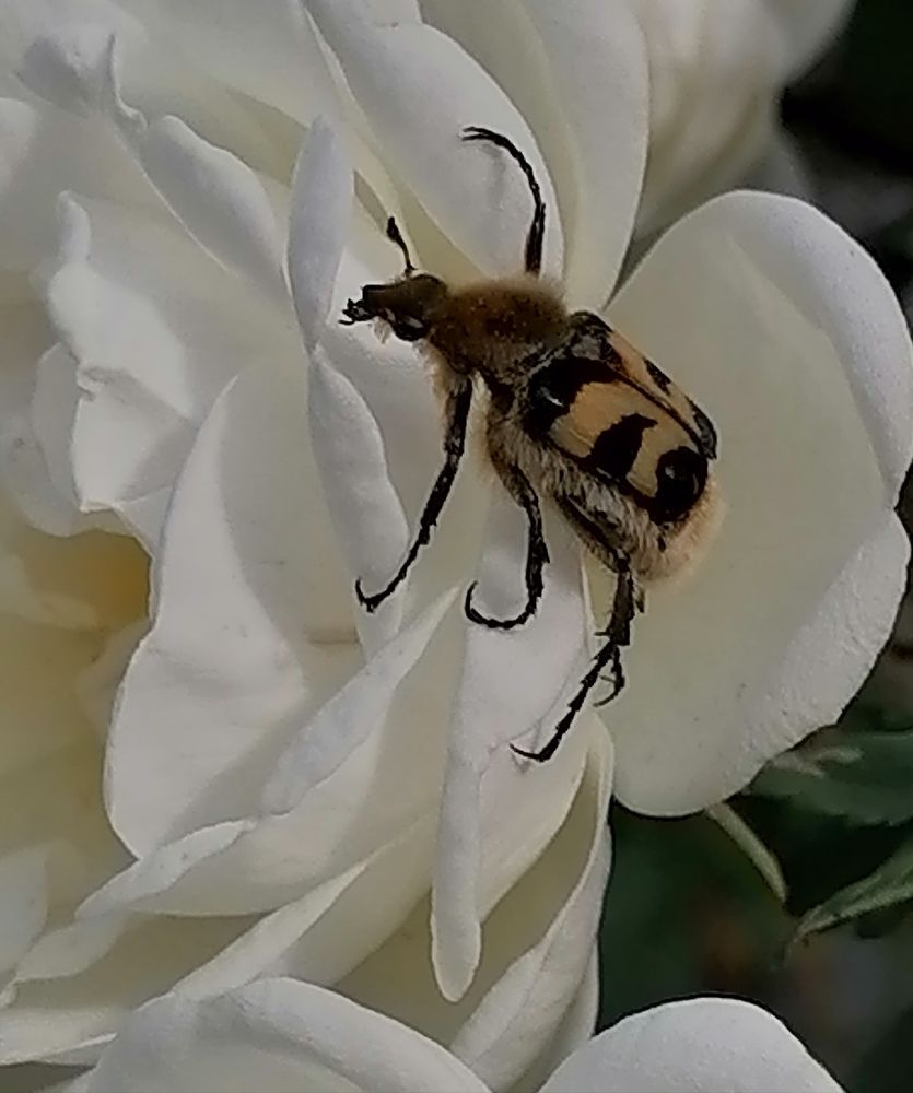 Photograph by Елена Клементьевская