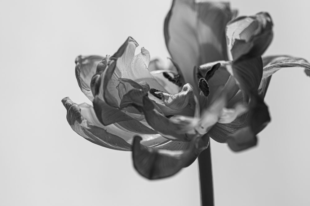 Photograph by Елена Константинова