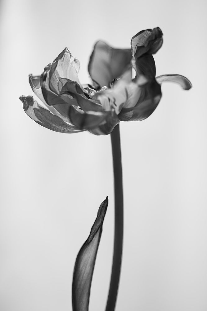 Photograph by Елена Константинова