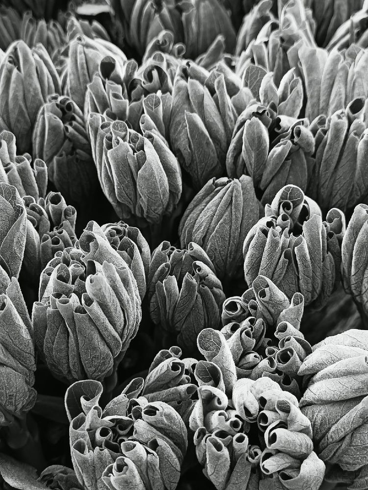 Photograph by Елена Константинова