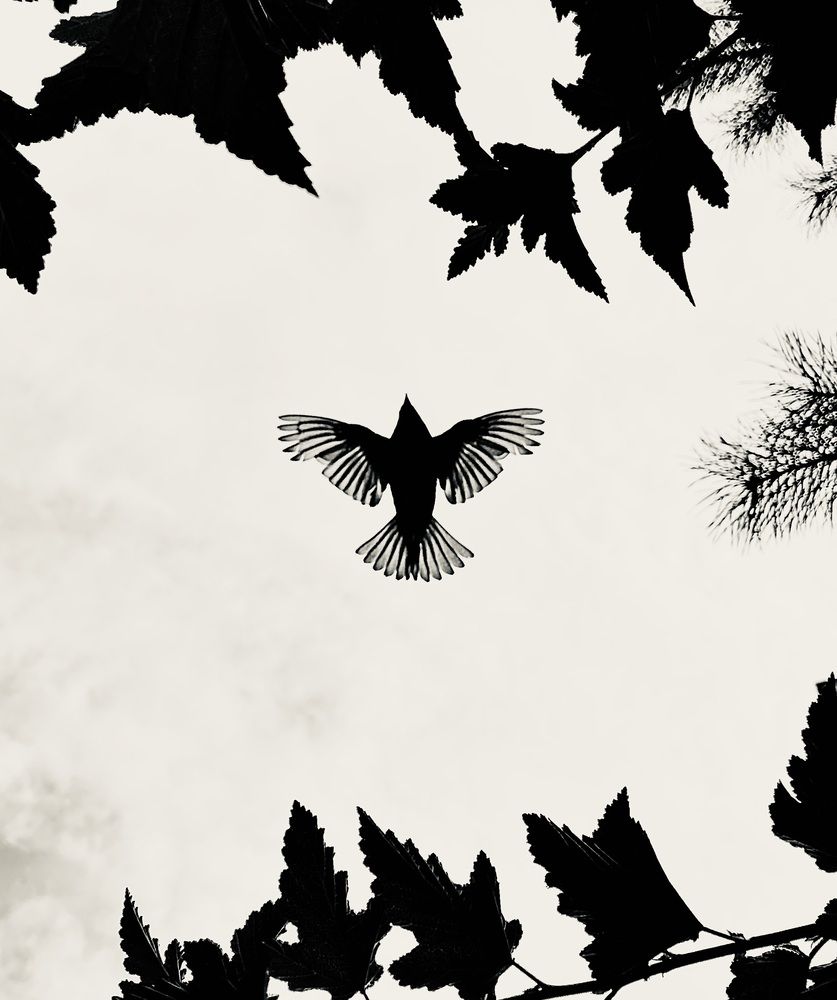 Photograph by Татьяна Шитлина