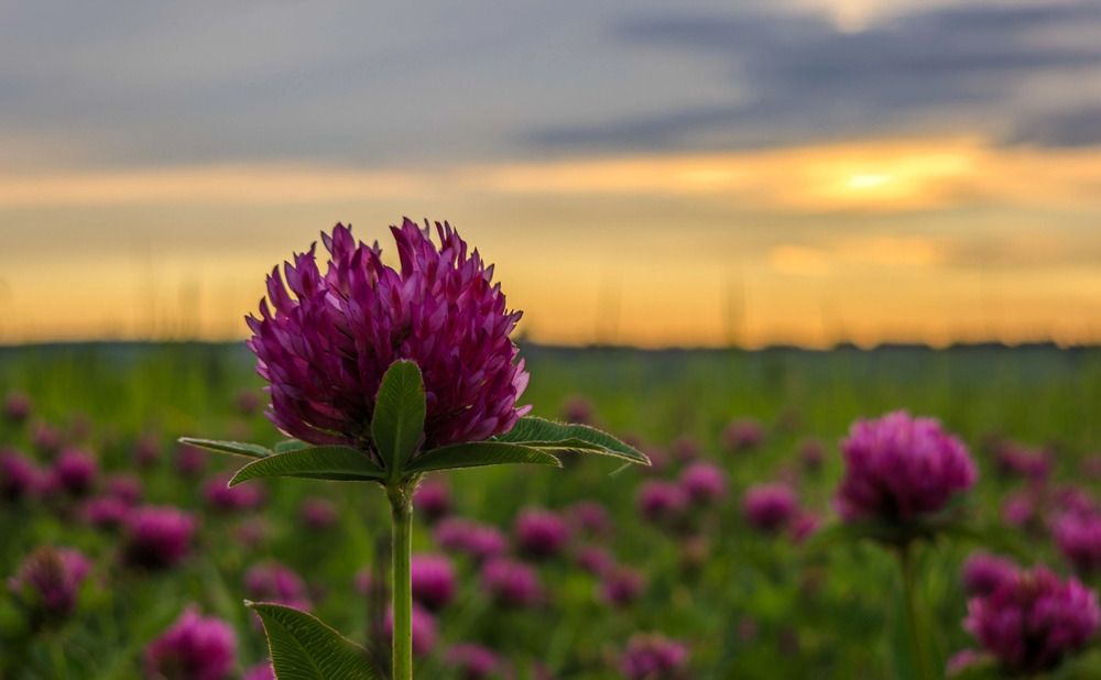 Photograph by Кирилл Сидоров