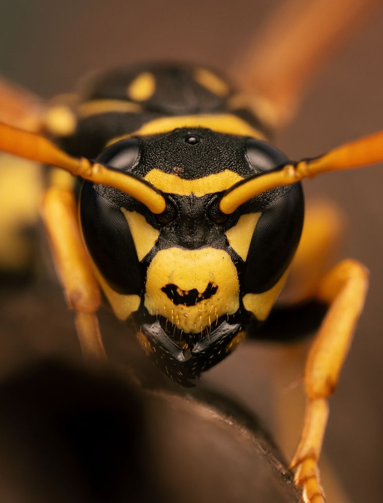 The Paper Wasp