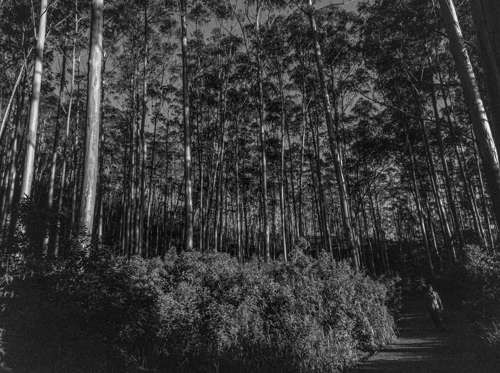 Photograph by Chamara Sulakkhana Polwatta Siriyalage