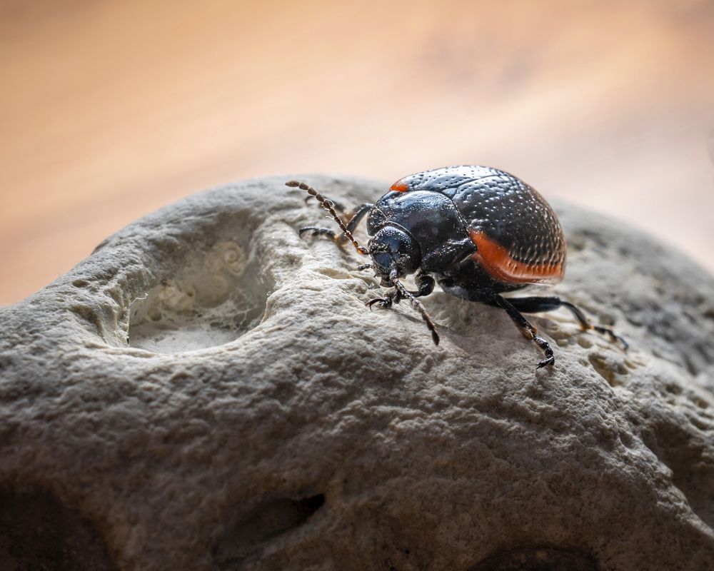 Жук замарашка