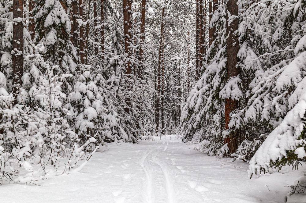 Фотография автора Леонид Никитин