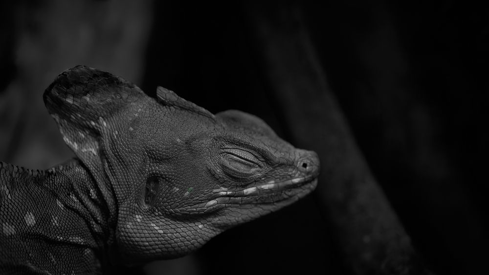 Photograph by Kaisyakuji Yushi