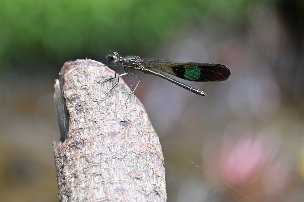 Photograph by Praveen Bhagat