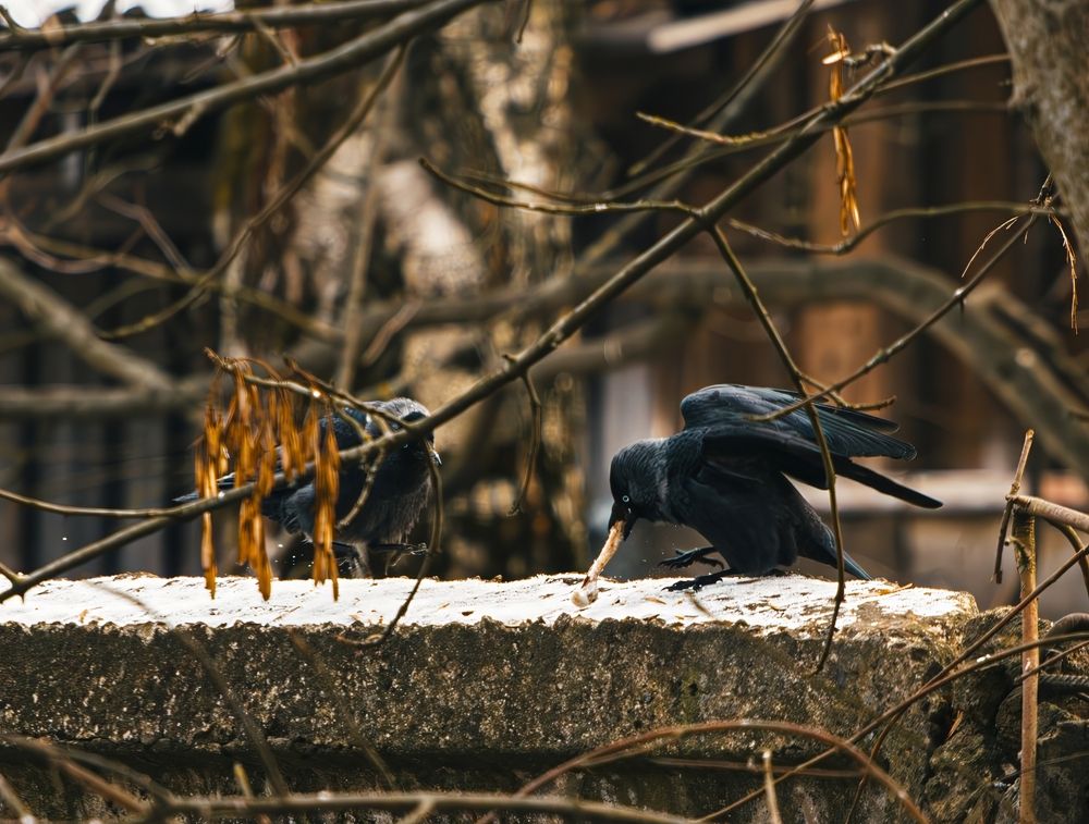 Photograph by Алина Руденко