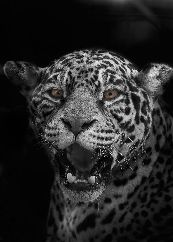 I LOVE Jaguar