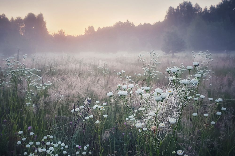Нежное утро