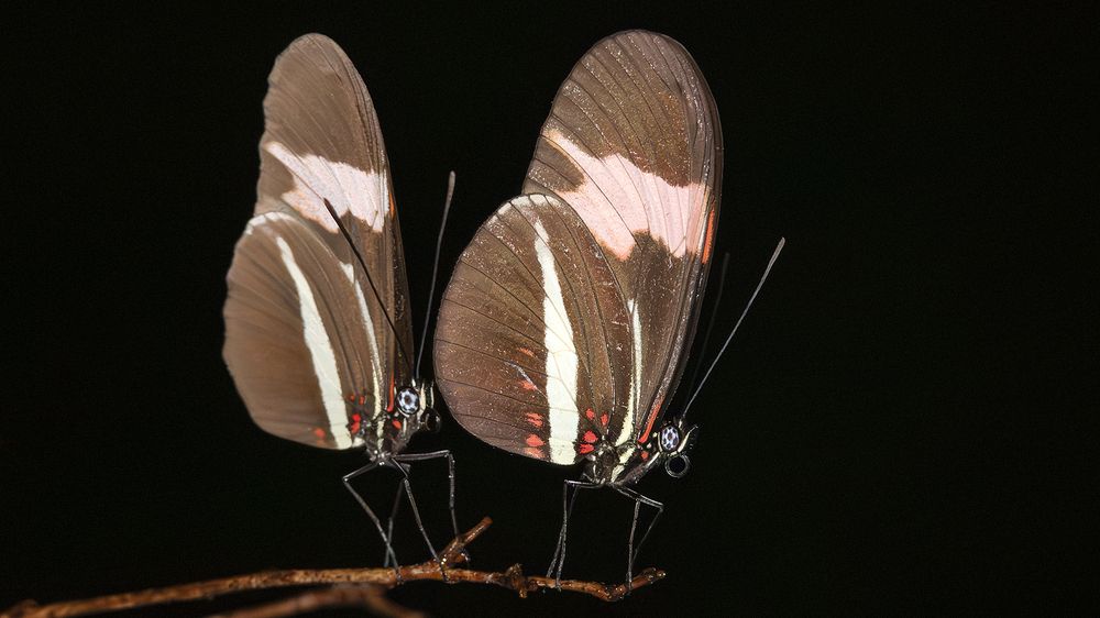 Photograph by Luiz Augusto Magina