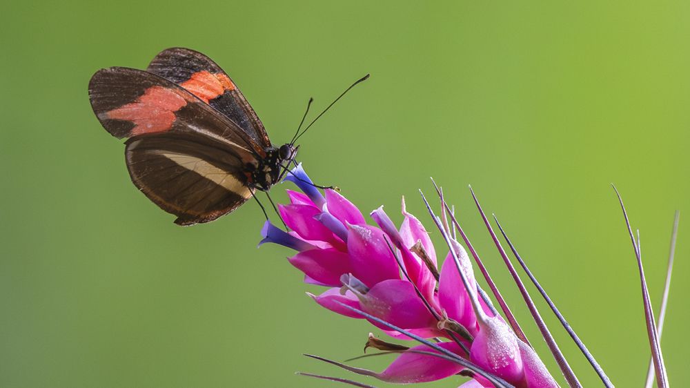 Photograph by Luiz Augusto Magina