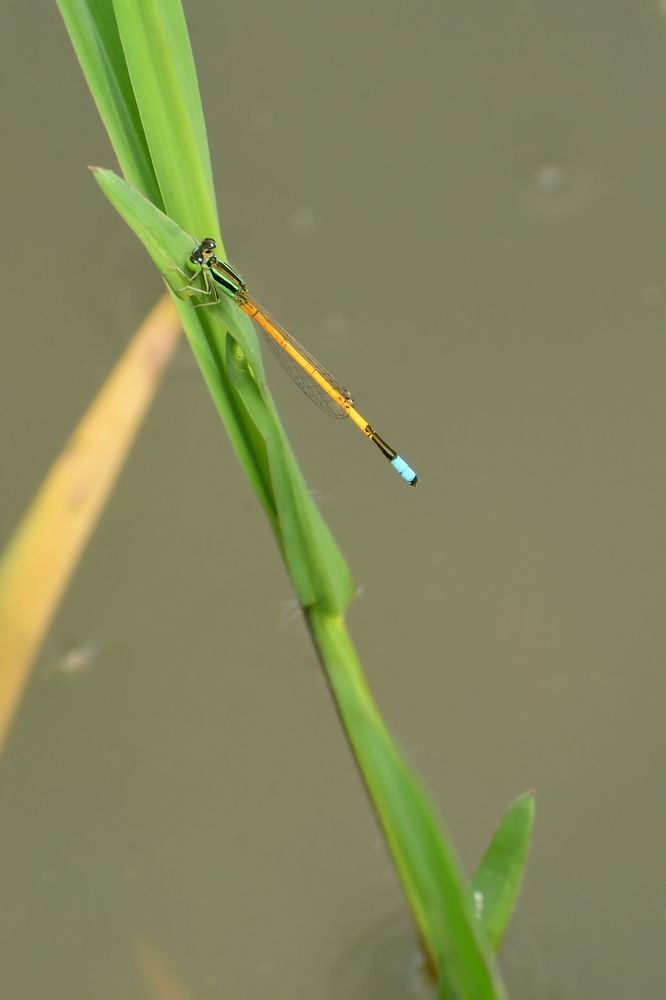 Photograph by Praveen Bhagat