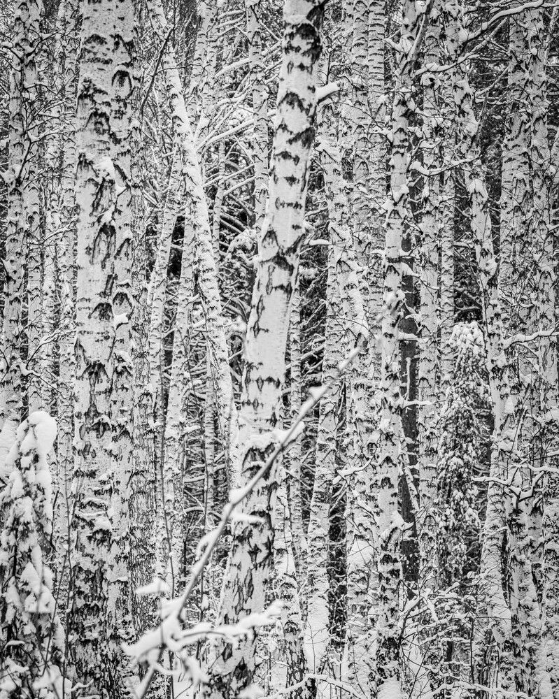 Photograph by Vladimir Voronyuk