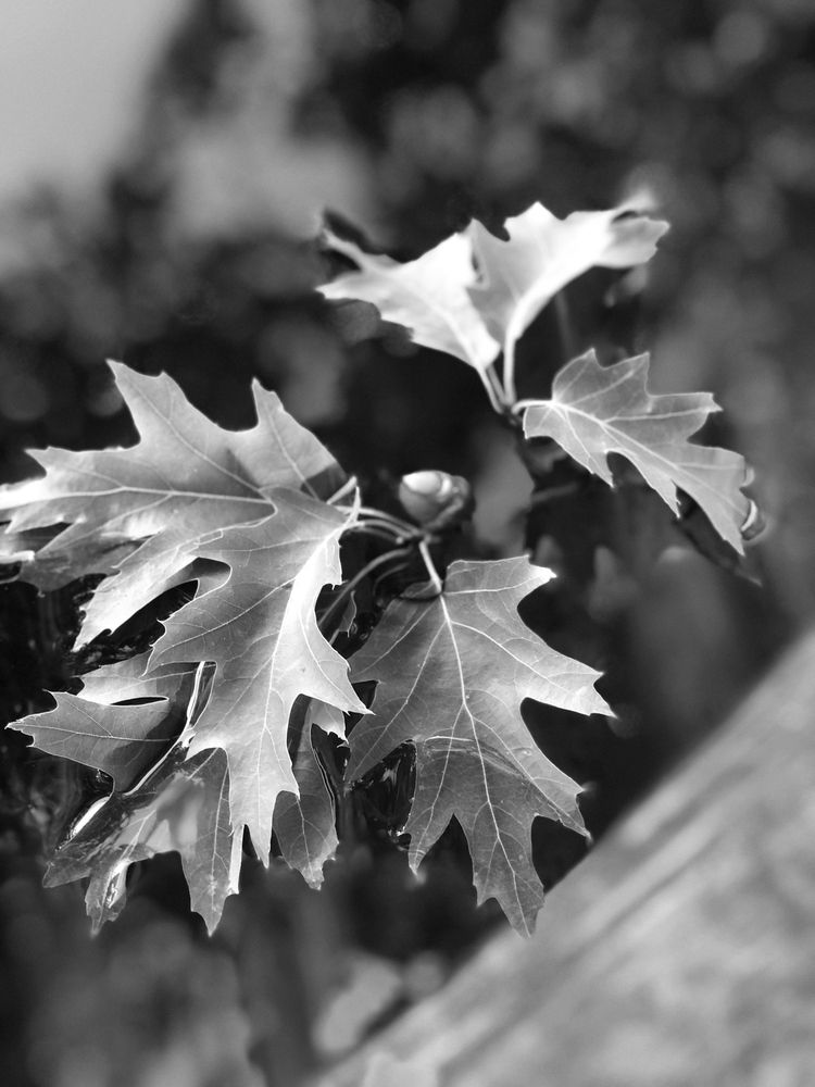 Photograph by Наталья Микулич