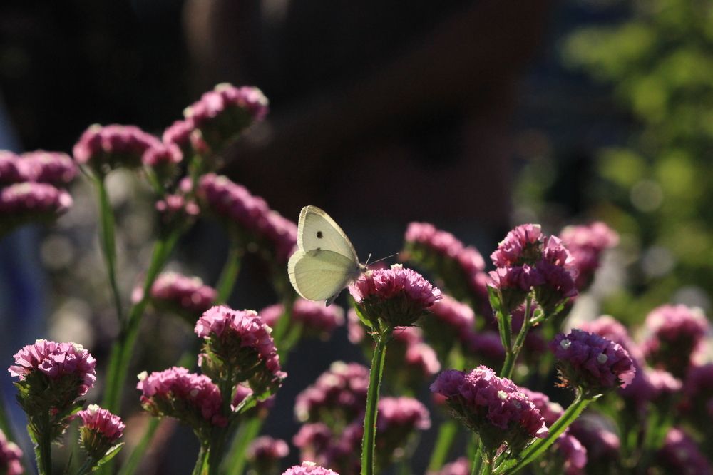 Photograph by Екатерина Александровна
