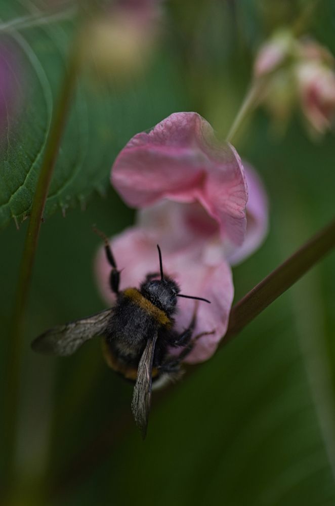 Photograph by Елена Константинова