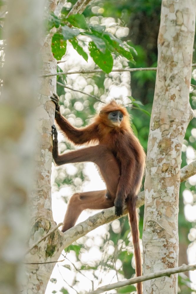 Фотография автора Rifqi Ajir