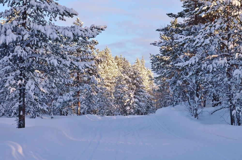 Лыжня зовёт