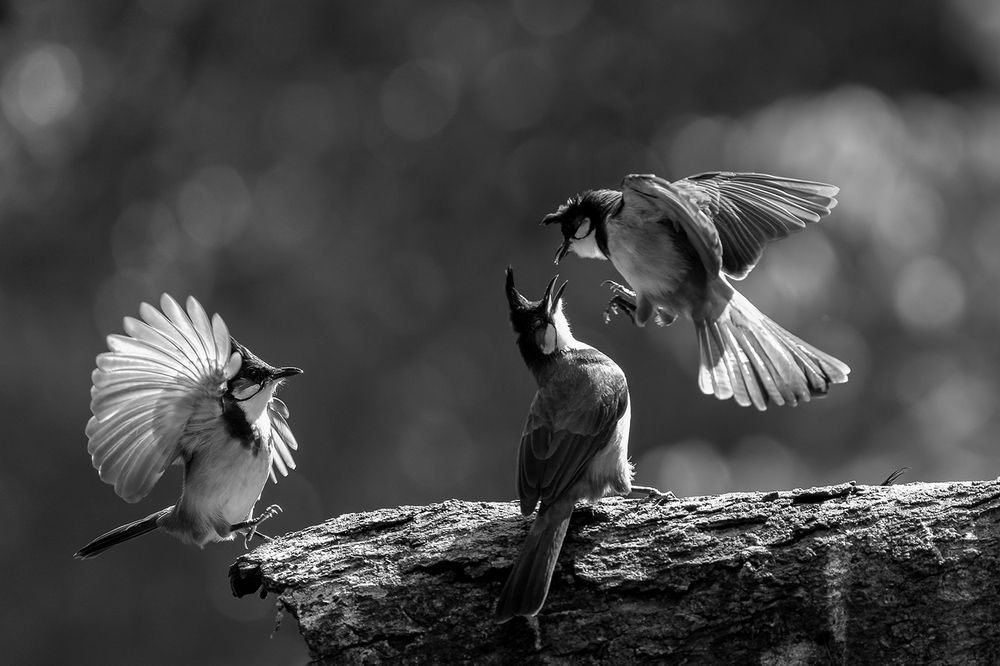 Фотография автора Raju Nair