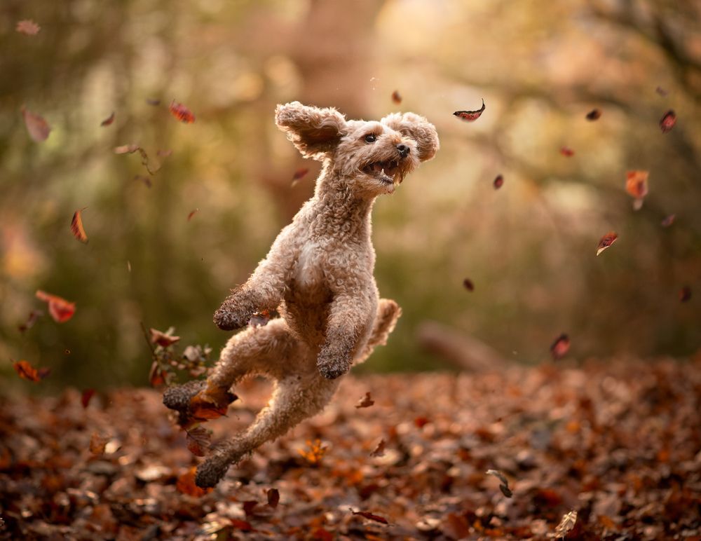 Фотография автора Carole-Ann Chambers