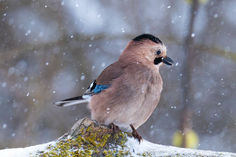 Photograph by Рамзан Давлетмирзаев