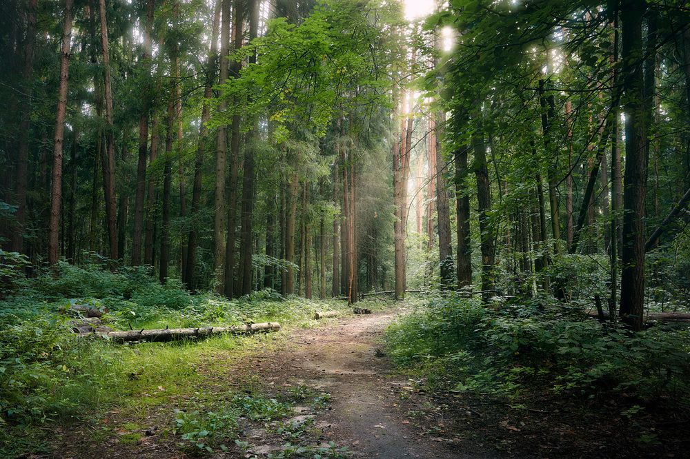 Волшебство летнего леса