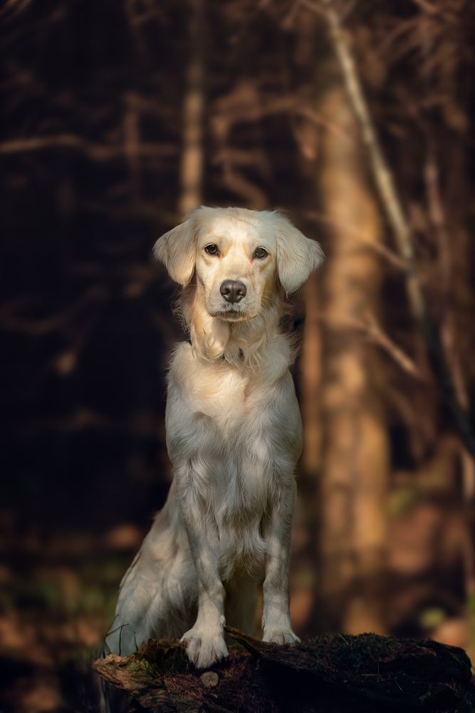 Фотография автора Carole-Ann Chambers