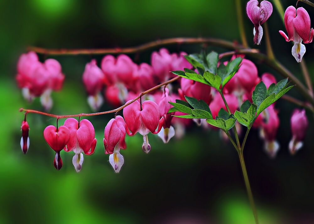 Дицентра — это род растений семейства- Маковые( ​ Dicentra is a genus of plants in the poppy family)