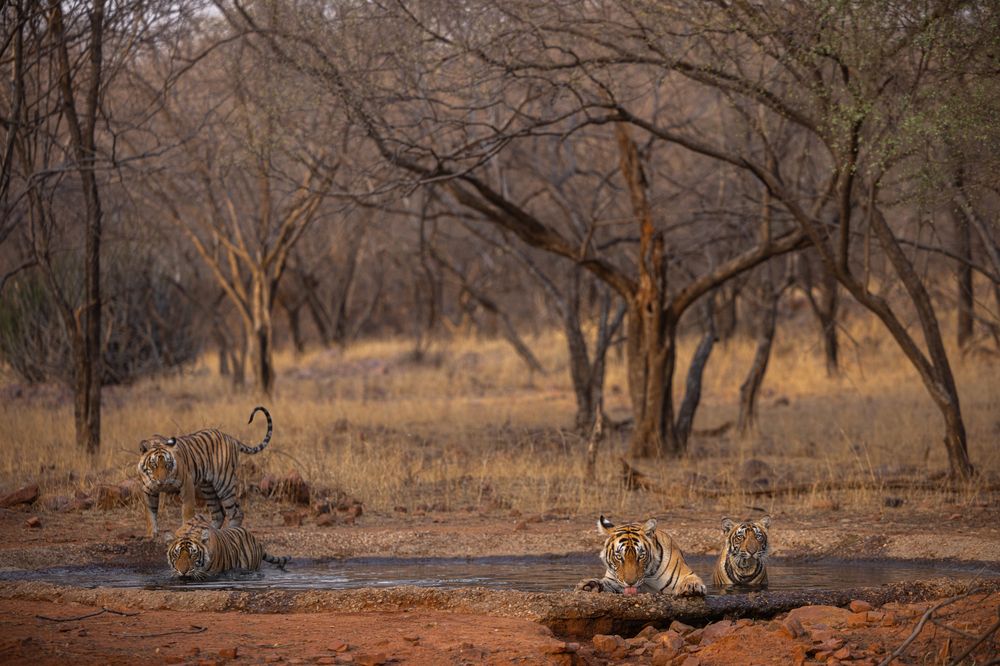 Photograph by Abhaya Shukla