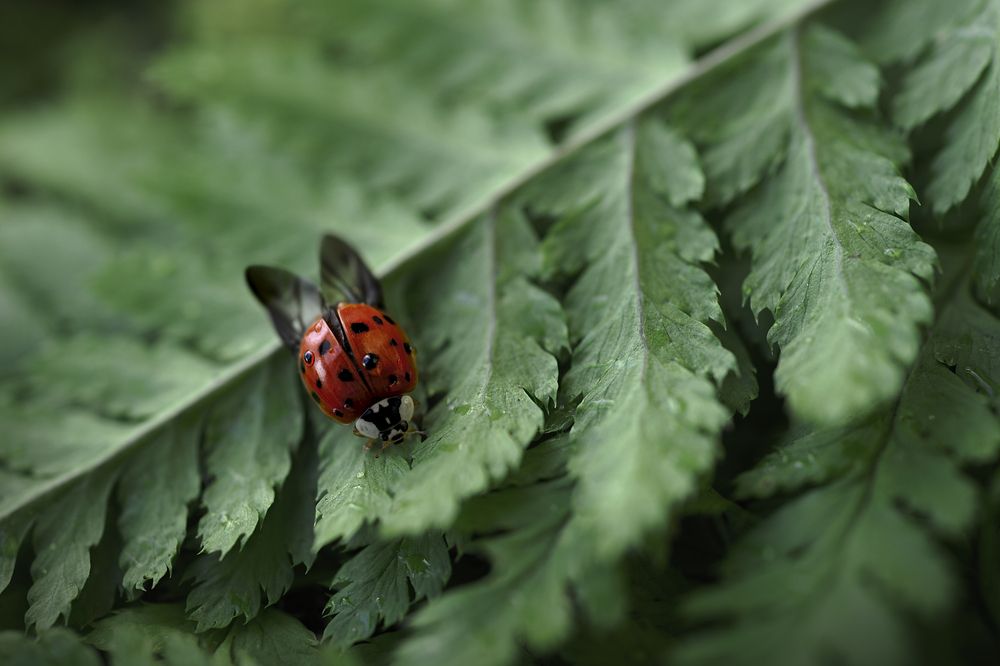 Божья коровка в зарослях папоротника
