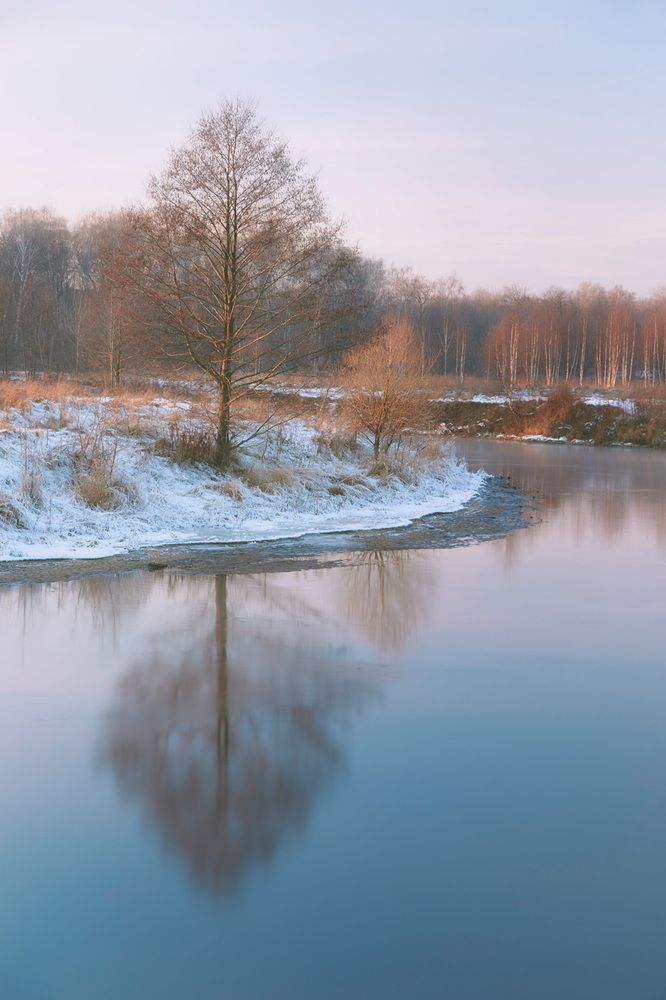 Одинокое дерево на берегу реки