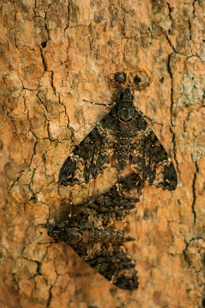 Photograph by Игорь Симонов