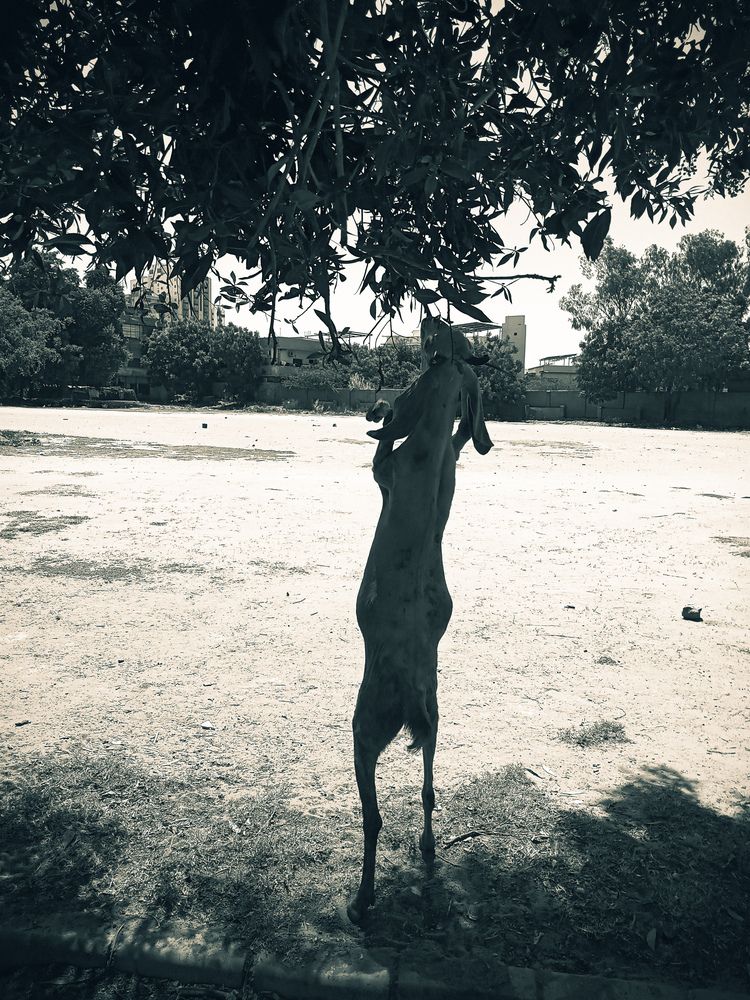 Photograph by Shahzad