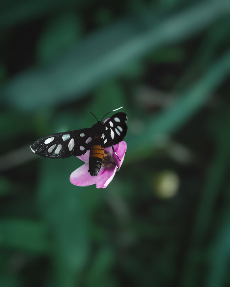 Photograph by Wanery COULIBALY