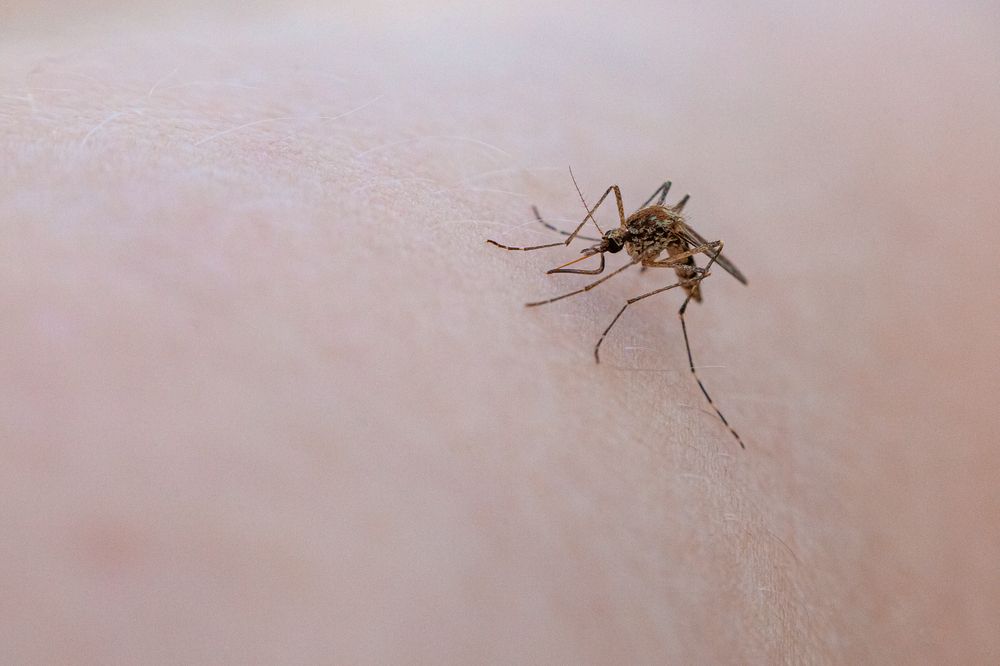 Фотография автора Ananev Aleksandr