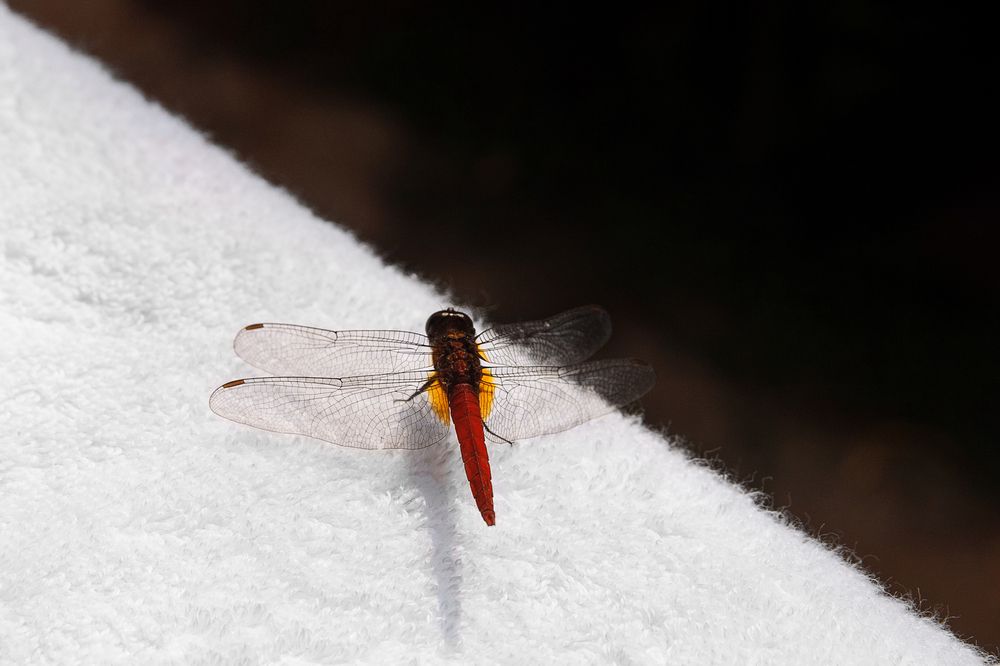 Фотография автора Ananev Aleksandr