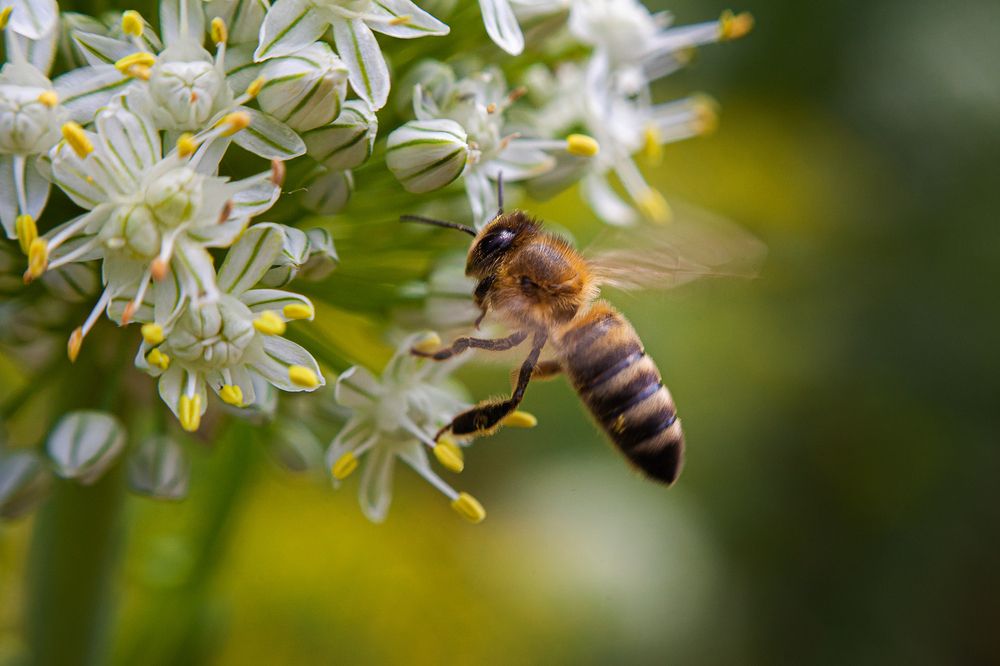 Фотография автора Ananev Aleksandr