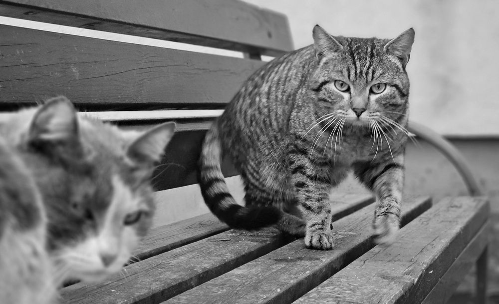 Photograph by Наталья Анисимова