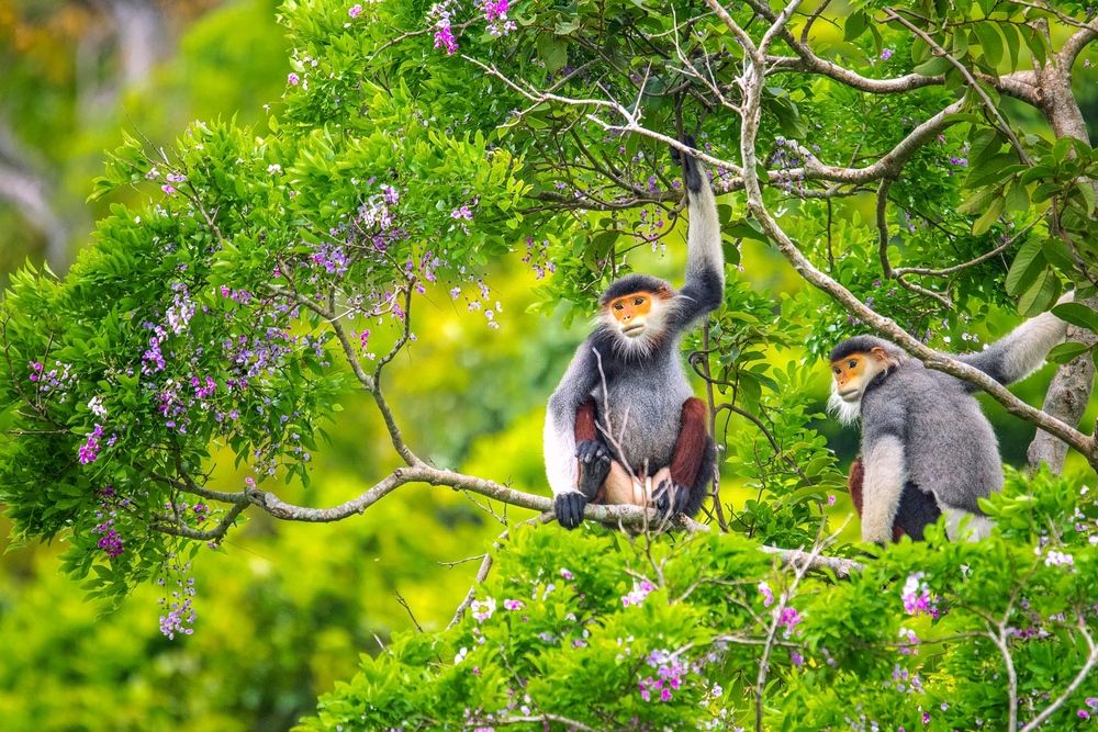 Violet flower and Douc Langurs