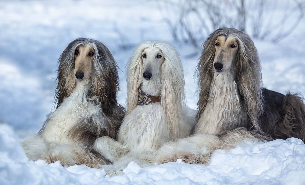 Photograph by Ольга Софронова