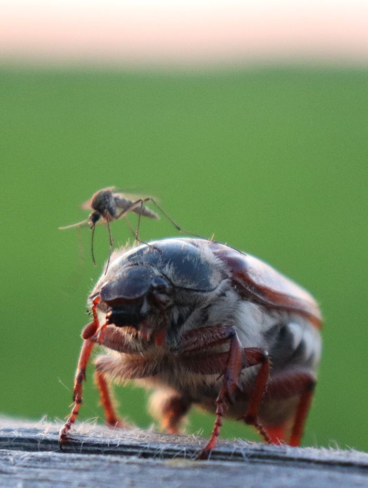Photograph by Алексейчик Дмитрий