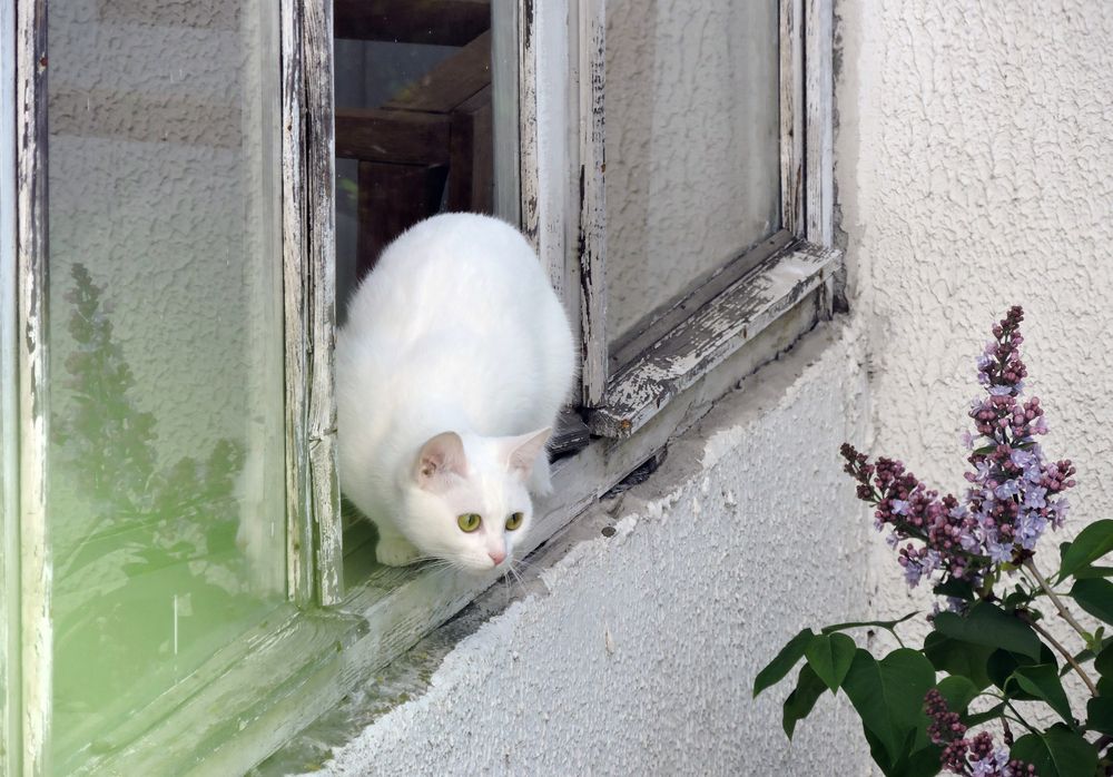 Мяу-си / Cat and Lilac