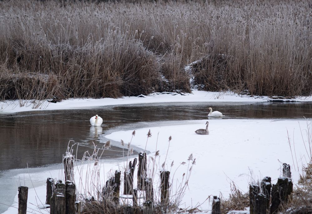 Photograph by Леонид Безручко